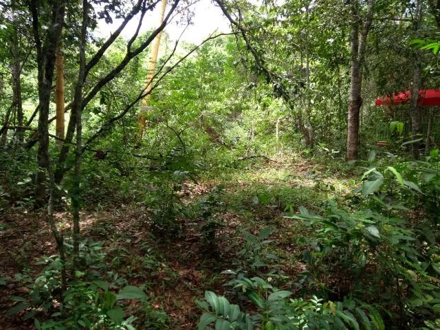 Chácara na beira do Rio Pirapitinga - Negócio de Oportunidade! - Foto 16
