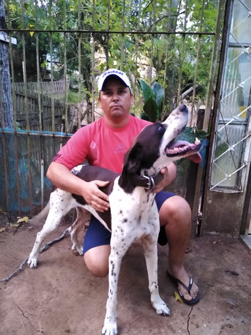 Poiter inglês com 6mês - Foto 6