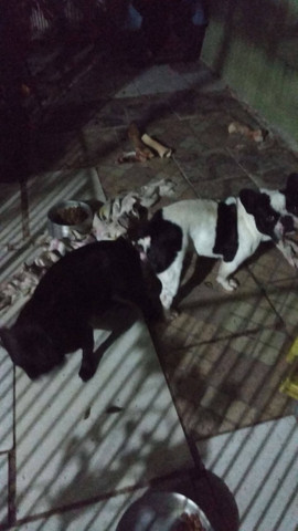 Bulldog francês - Foto 4