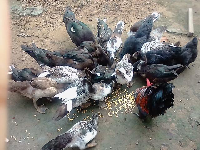 Patos - Foto 2