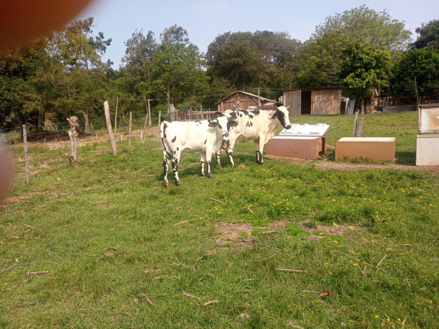 Vaca 2 cria cm uma linda novilha barbada - Foto 2