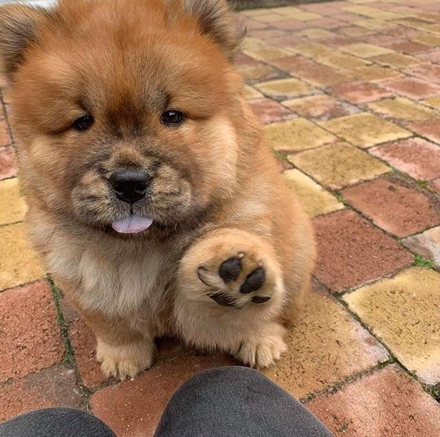 FIlhotes machos e fêmeas de Chowchow à pronta entrega
