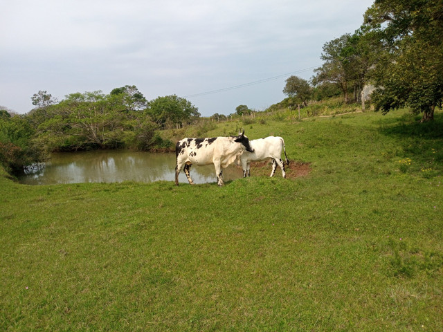 Vaca 2 cria cm uma linda novilha barbada - Foto 5