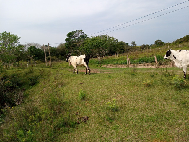 Vaca 2 cria cm uma linda novilha barbada - Foto 4