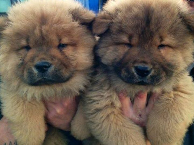 Chow chow casal
