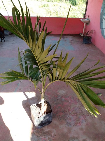 Mini palmeiras  imperial - Foto 2