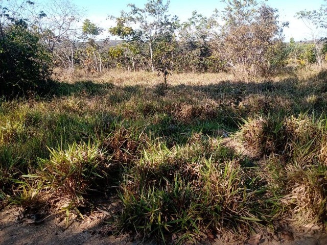 29ha de terra boa todo formado em branquearao Baldim - Foto 5