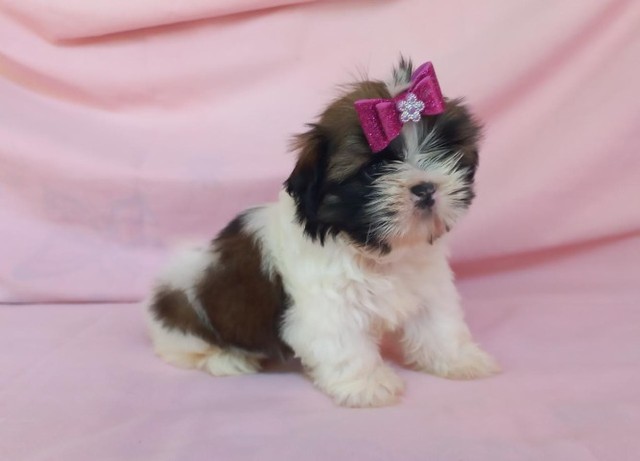 Shih Tzu Fêmea (pequena) A melhor !