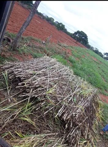 Capim curumim Brs Embrapa na  vara com gemas  - Foto 5