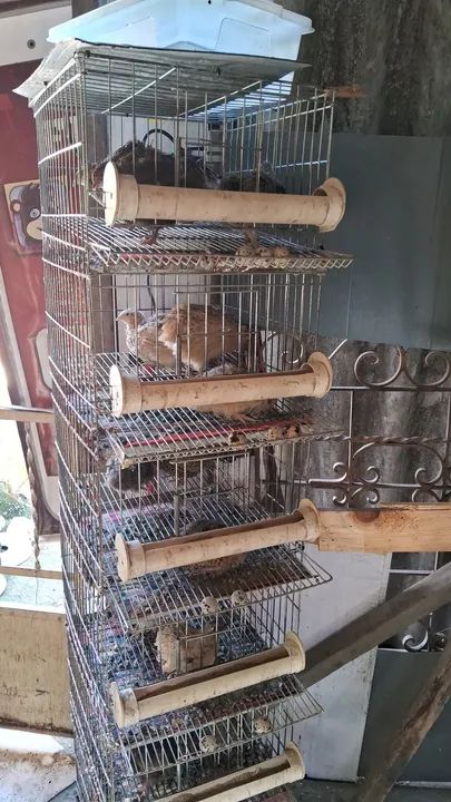 Incubadora de ovos Eclo para 96 ovos - Foto 5