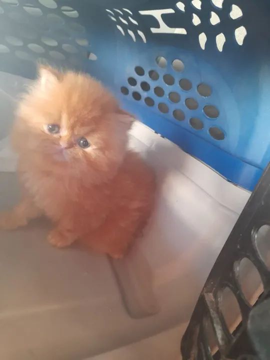 Gato Persa  - Foto 2