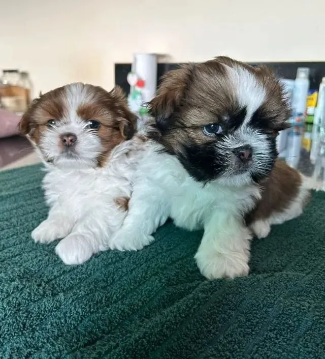 Shih tzu tudo o que precisamos e de um em casa