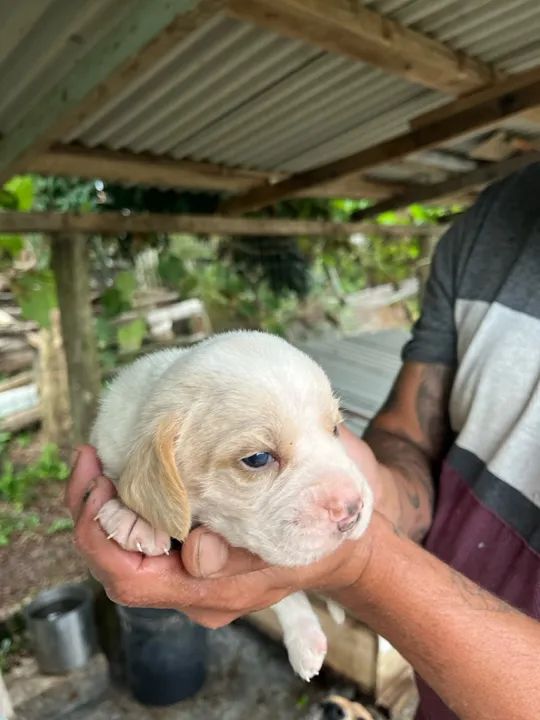 Vende se filhote de beagle  - Foto 3
