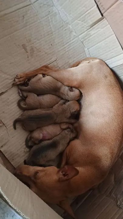 Filhotes de Pinscher N01 