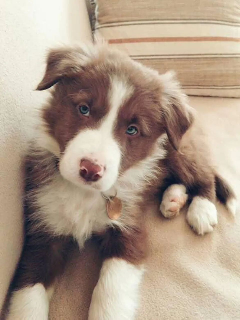 Filhote Border Collie, descubra o amor incondicional!
