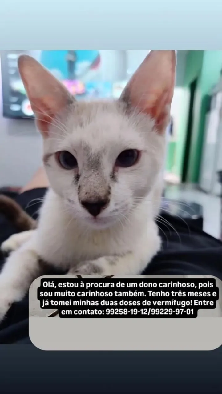 Gatinho fofo e carinhoso à procura de um lar!