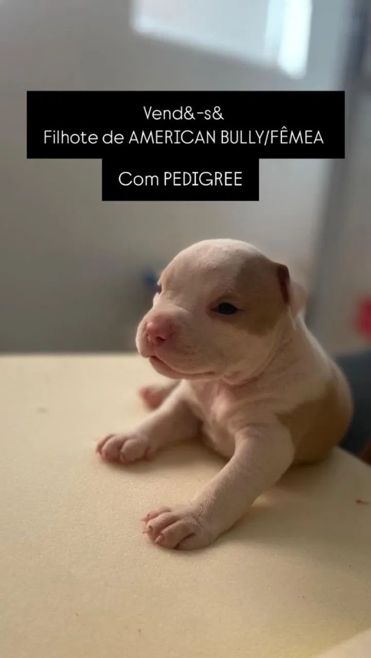 Filhote de American Bully Fêmea