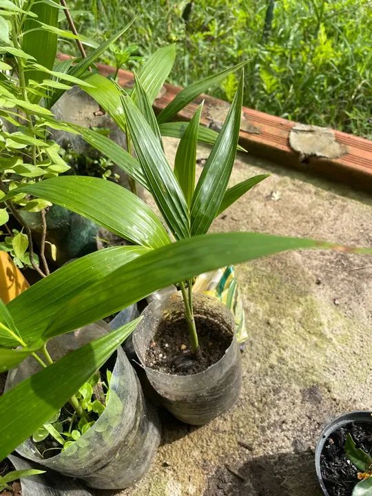 Mudas de plantas  - Foto 3