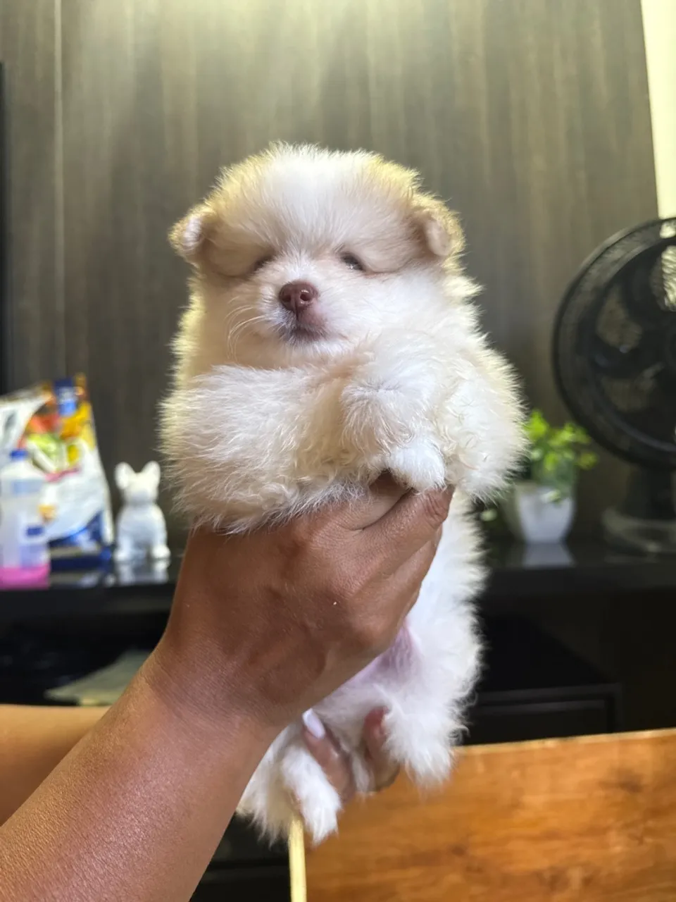 Filhotes de Spitz Alemão (macho) 