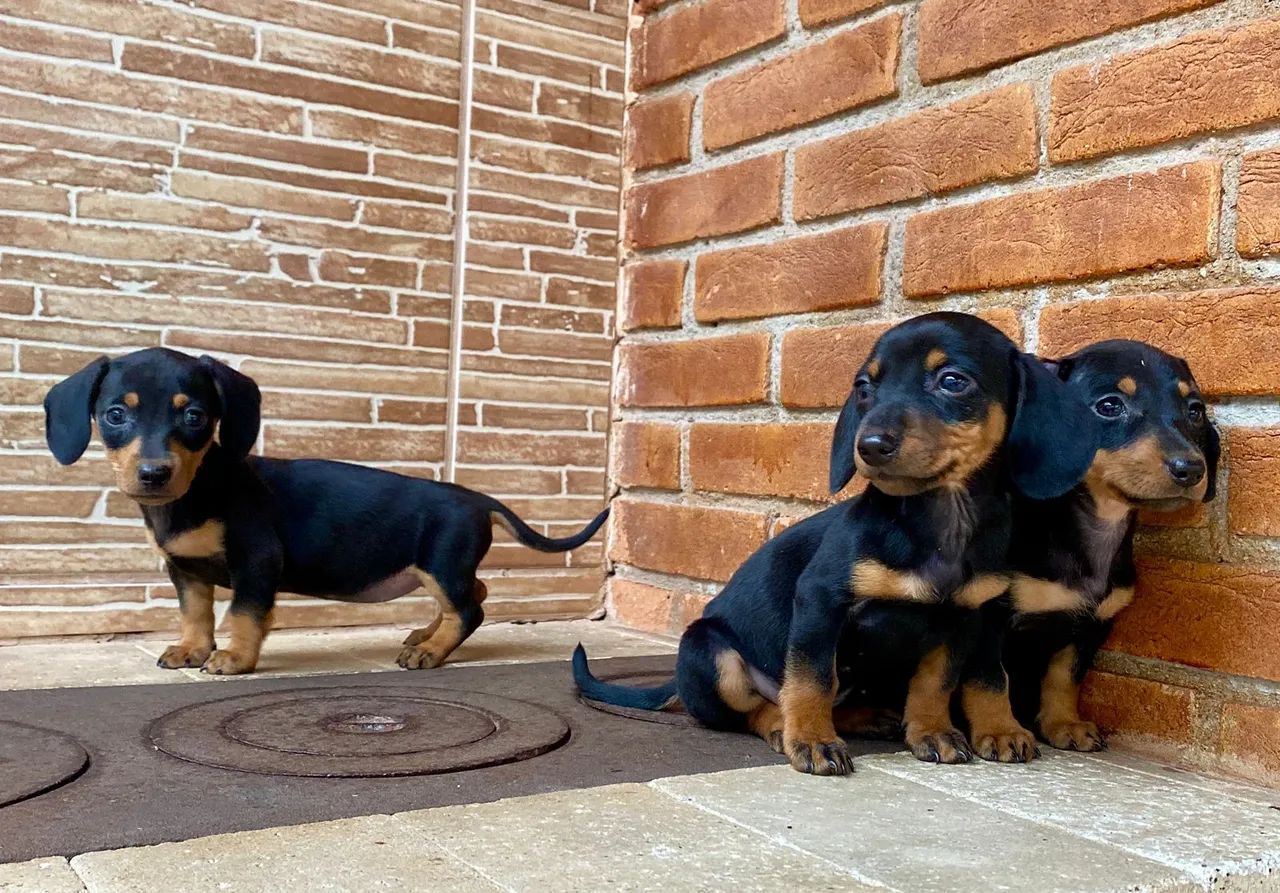 Dachshund Kaninchen Autêntico - Mini de Verdade!