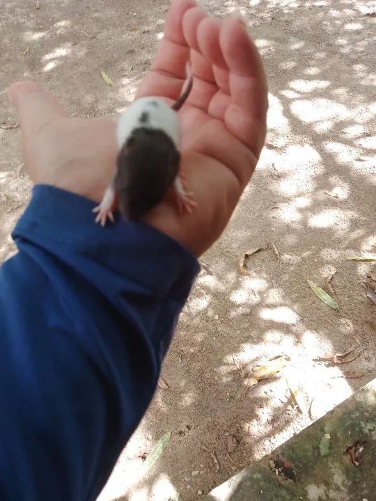 Ratos Twister entrega grátis  - Foto 2