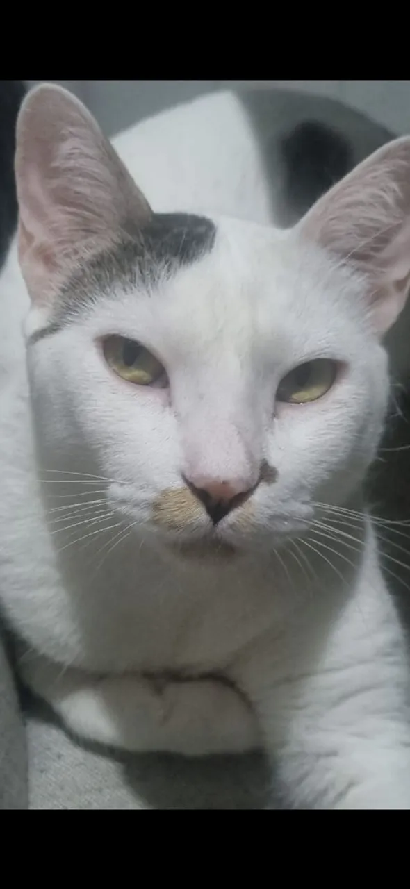 Gatinho branco com pintas para adoção