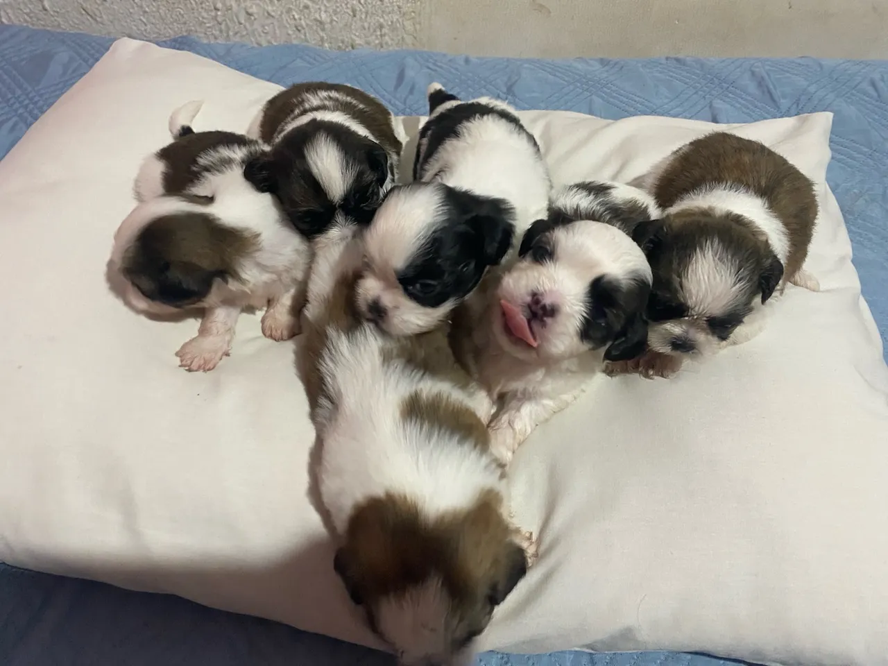 Filhotes de Shih Tzu para venda
