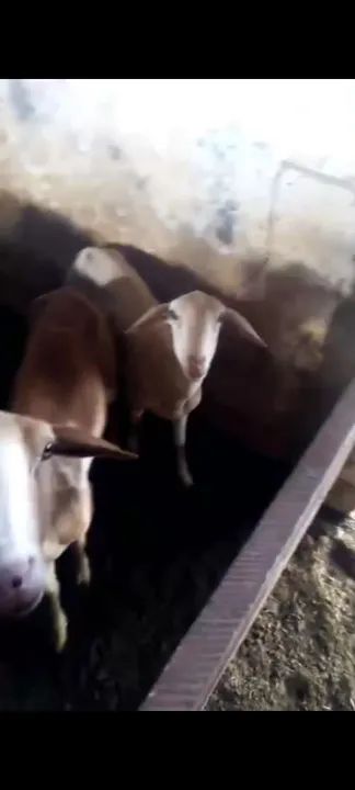 Carneiros em Nerópolis  - Foto 4