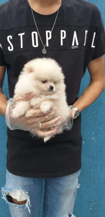 Spitz Alemão Padrão CBKC