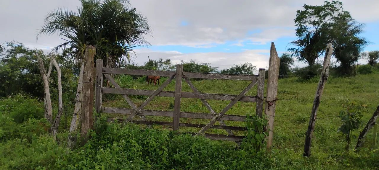 Foto - Irará - 