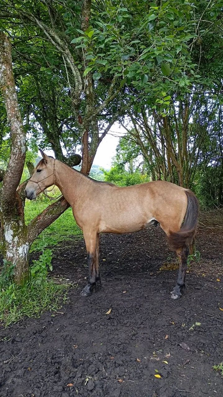 POTRO DE 1 ANO E 3 MÊSES À VENDA - Foto 3