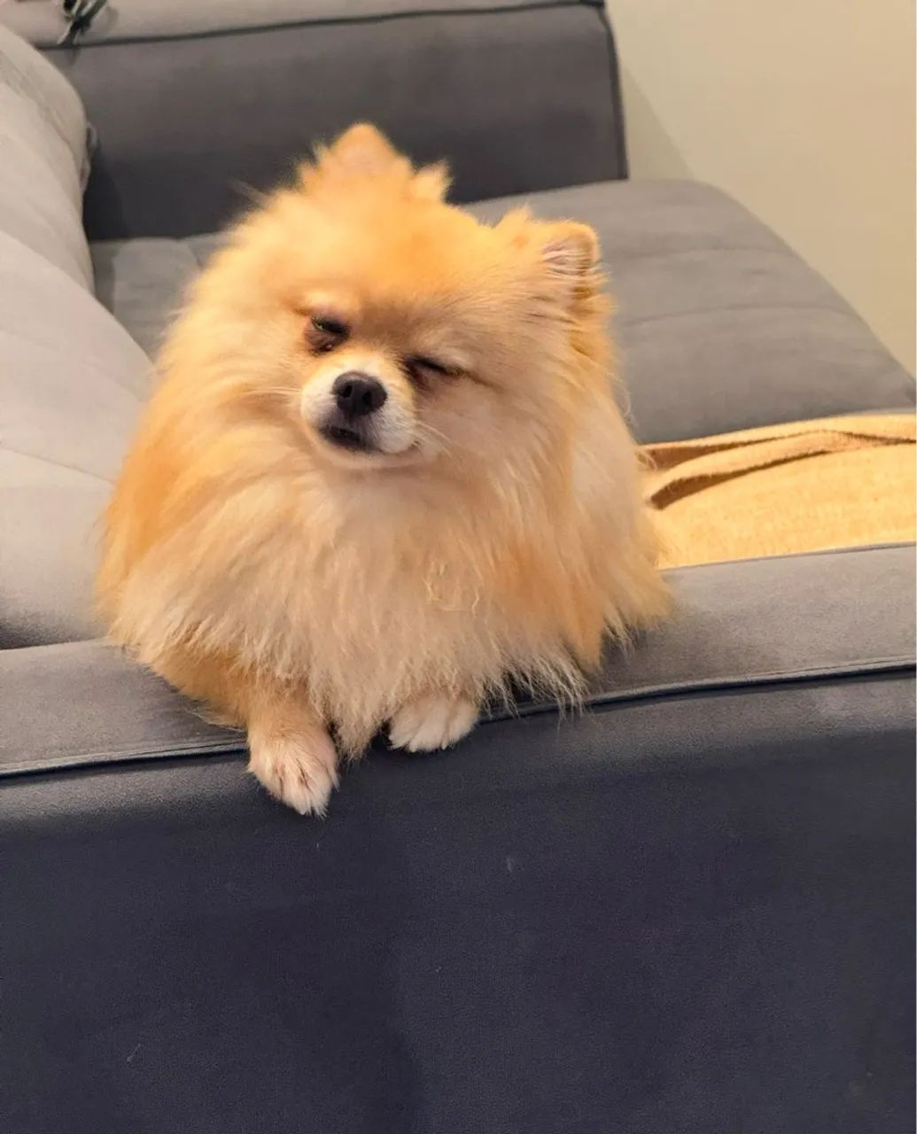 Lulu da Pomerânia - spitz alemão