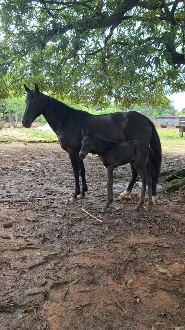 Égua Preta Marchadeira - Mangalarga  - Foto 4
