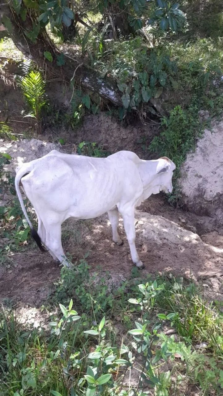 Bezerro Branco - Ótimo para Criação - Foto 2