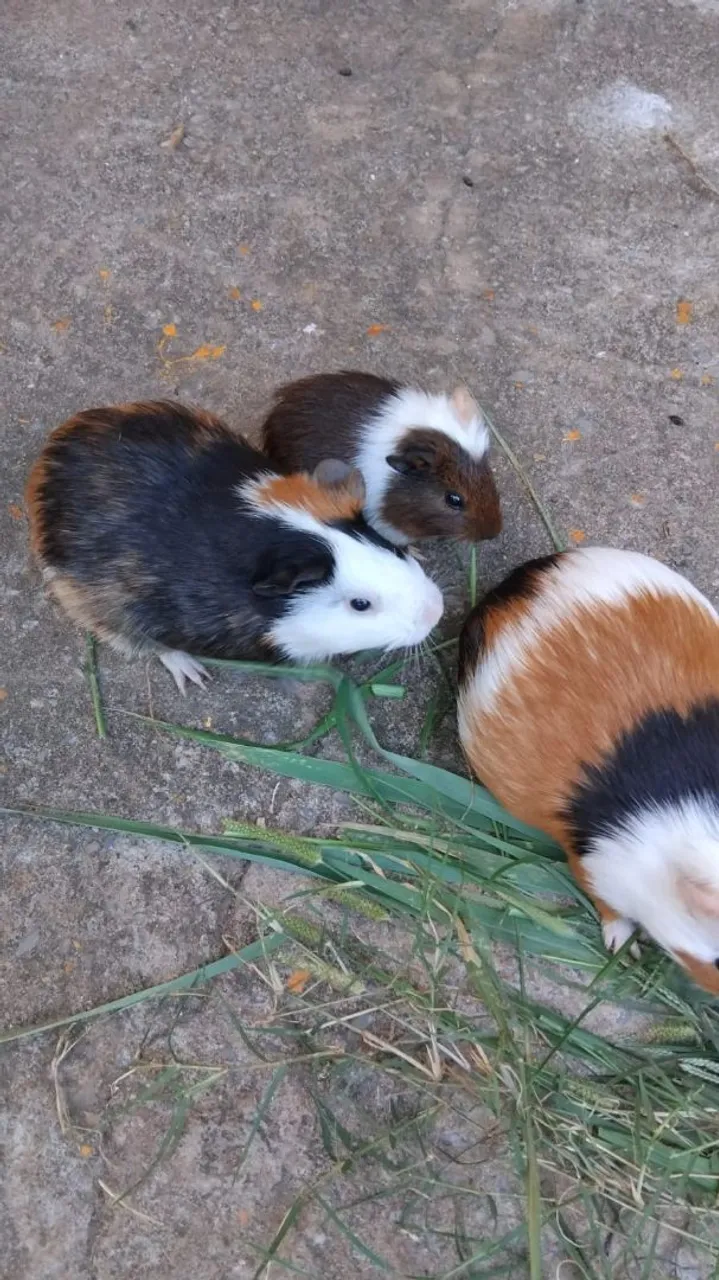  porquinho da Índia