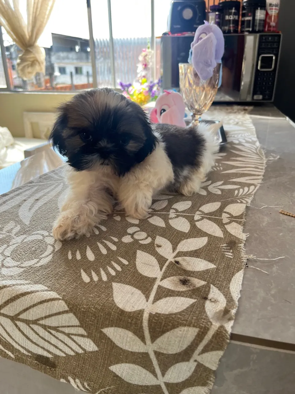 Filhote de Shih Tzu disponível! Fêmea 