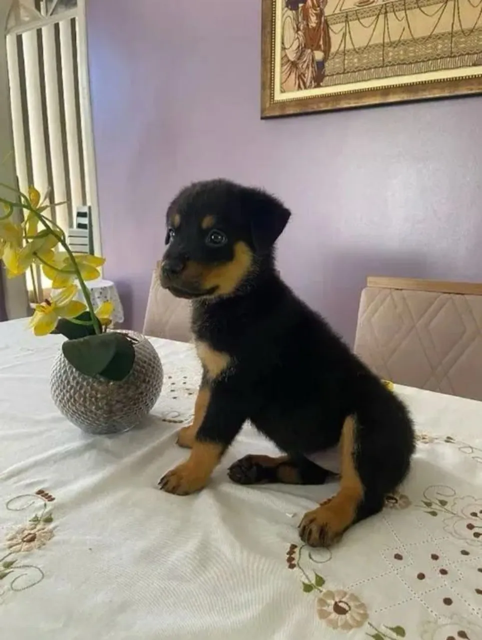 Filhote Rottweiler - Pequenos detalhes de uma raça incrível