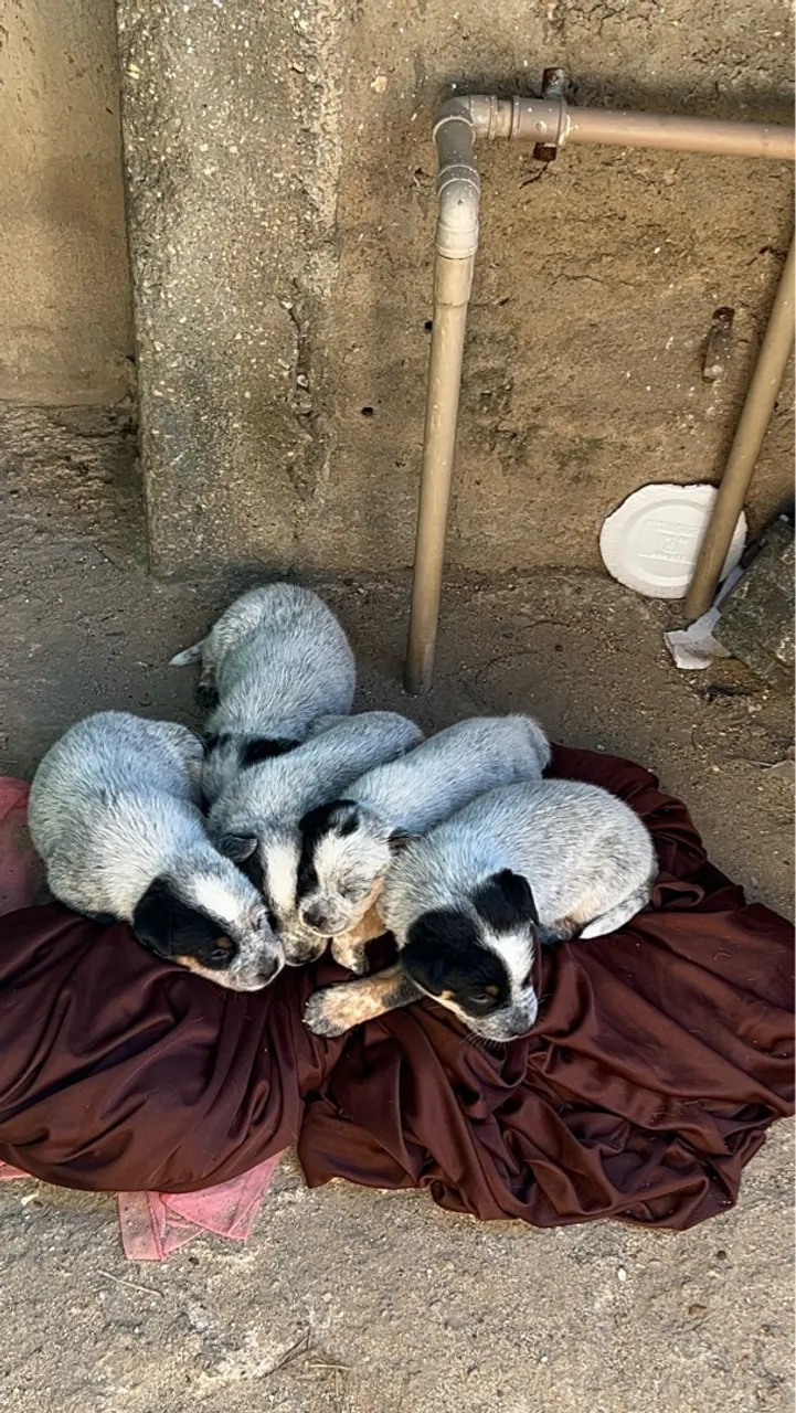 Filhotes de blue heeler (boiadeiro) Pastor Australiano à Venda