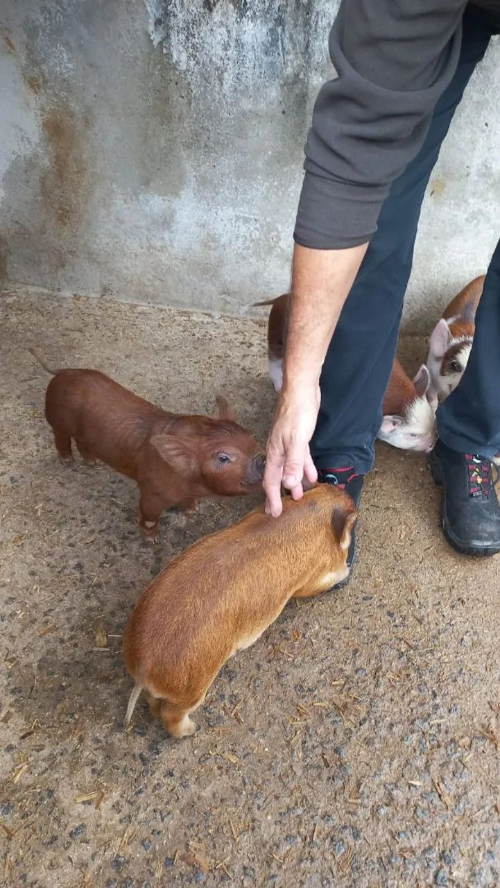 Mini pig