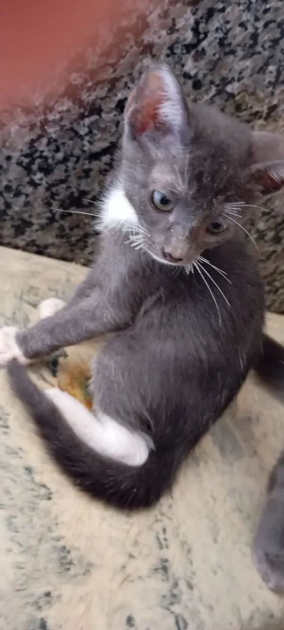 Adoção de Gatos - Foto 2