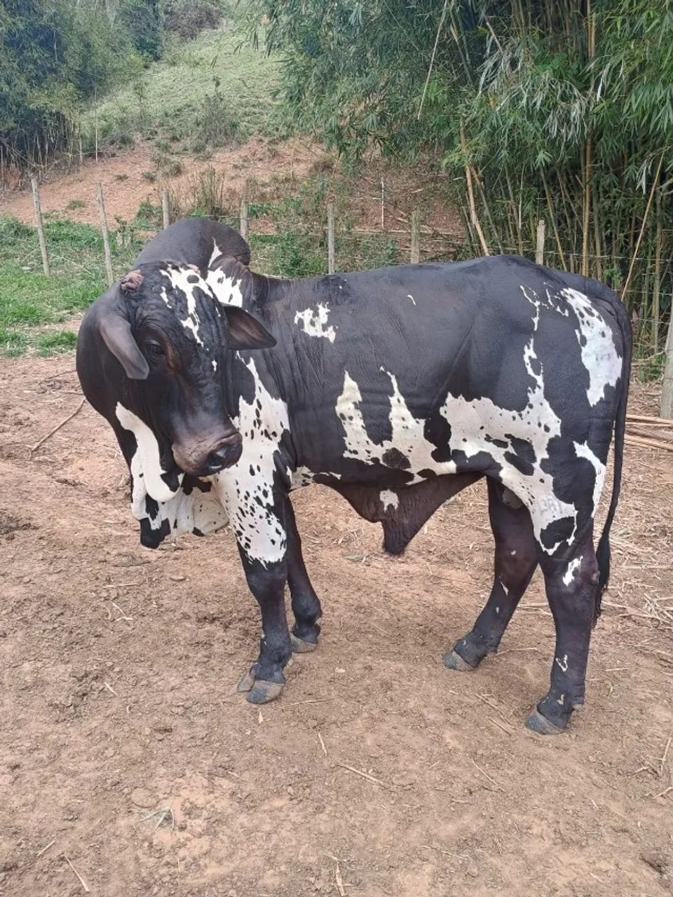 Touro Nelore Pintado - Foto 4