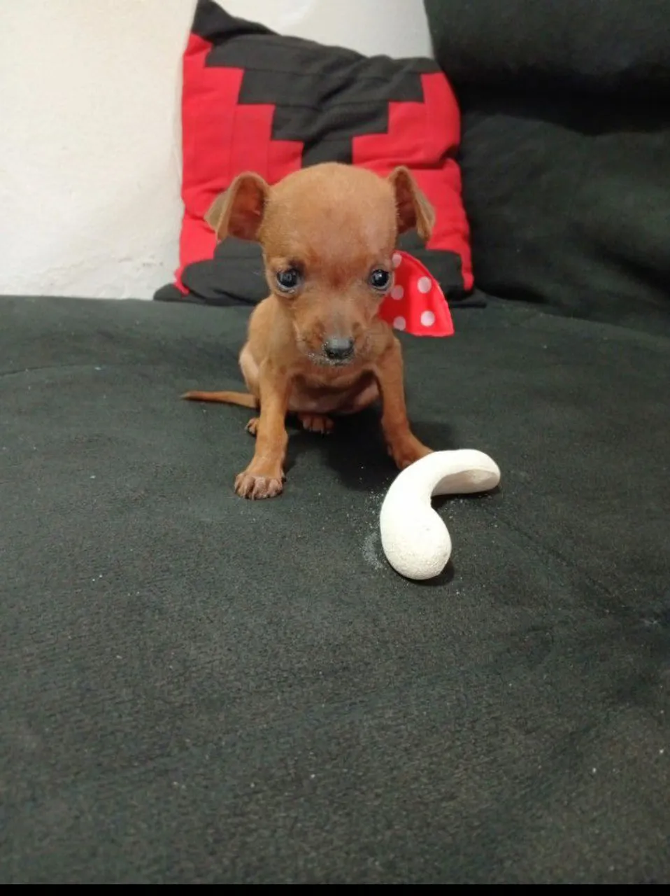 Filhote de Pinscher