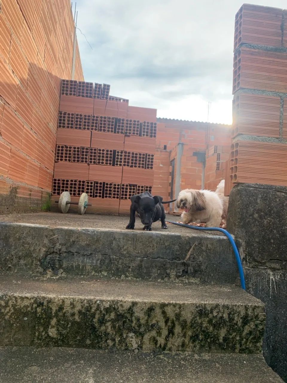Cachorrinho pretinho para doação  - Foto 4