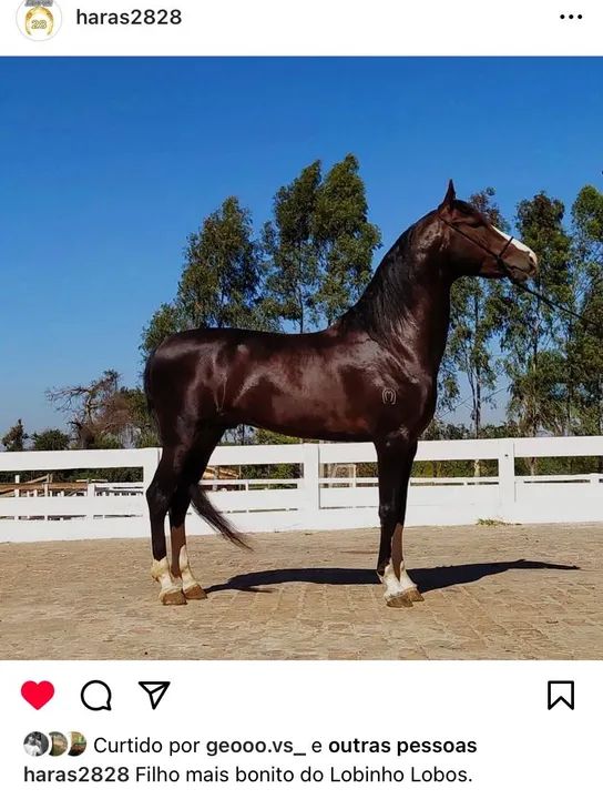 Cavalo Mangalarga Marchador - Deserto da Santa Esmeraldas - Foto 3