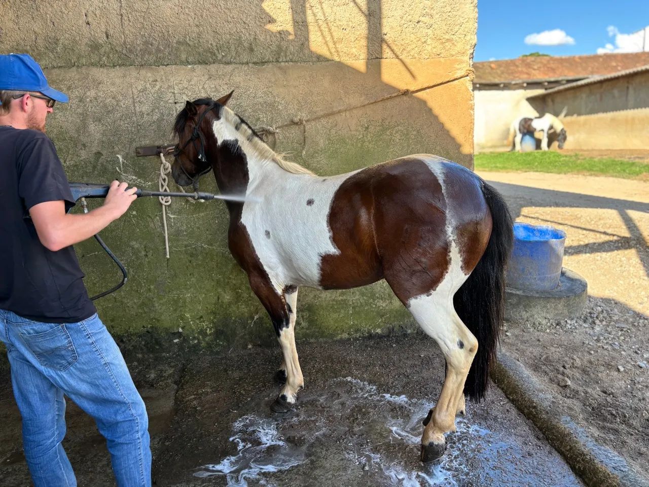 Tubiano lindo forte chama atenção por onde passa  - Foto 3