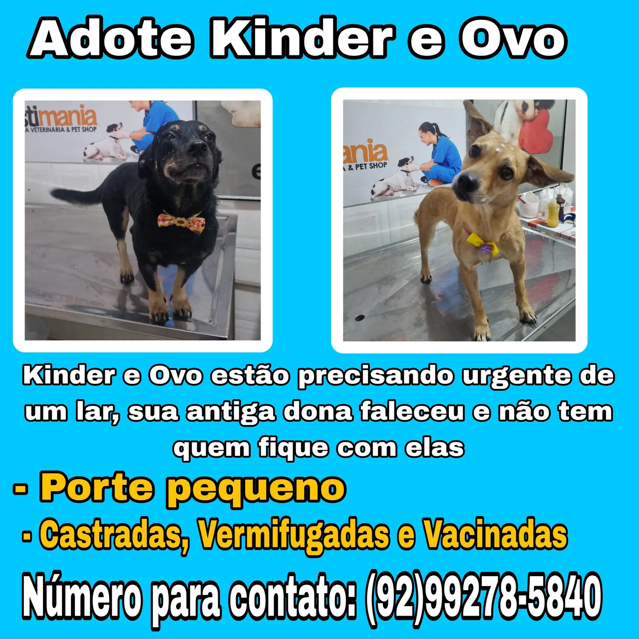 Adote Kinder e Ovo - Porte pequeno