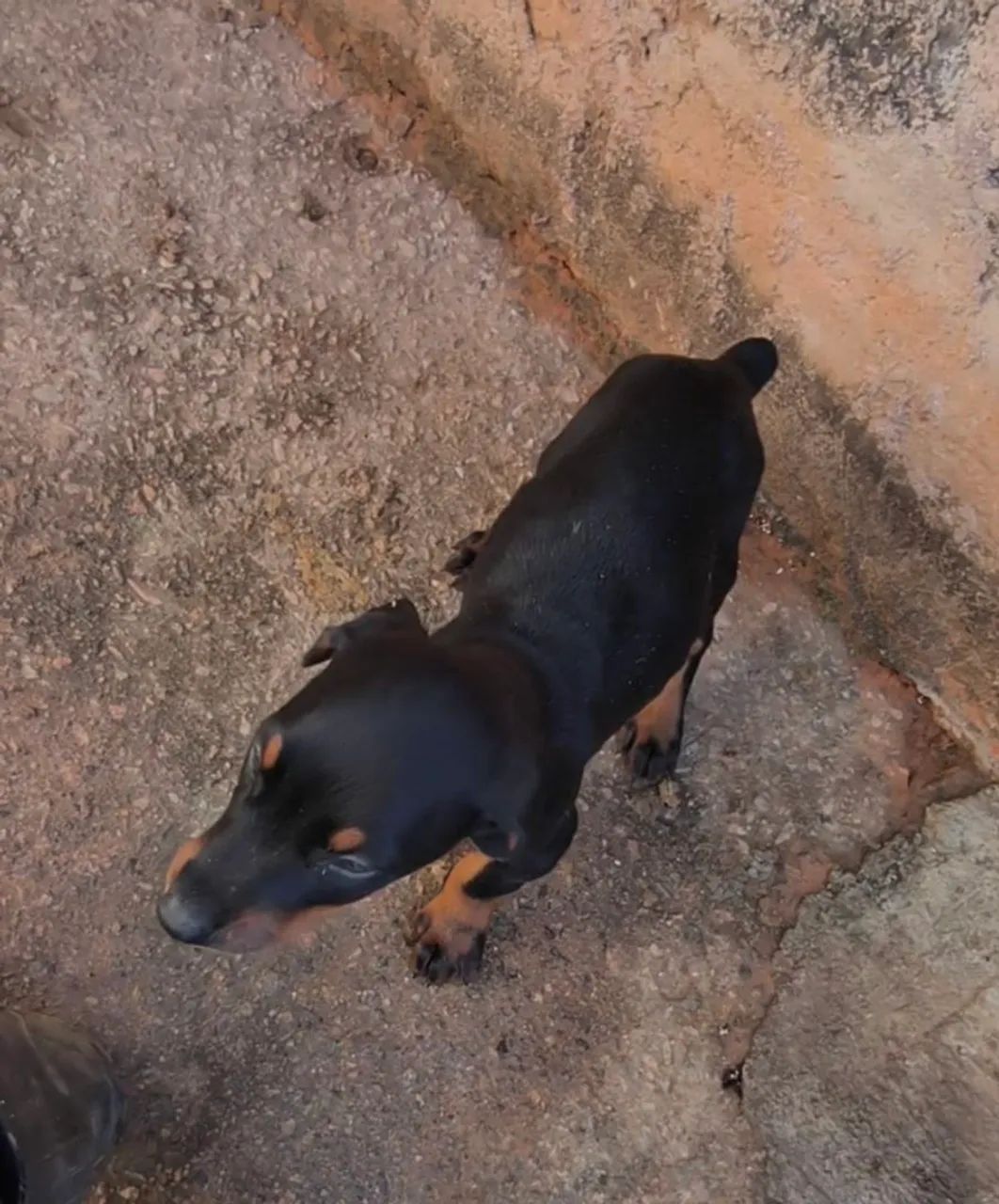 Filhotes de Doberman com 42 dias de vida pães no local  - Foto 4
