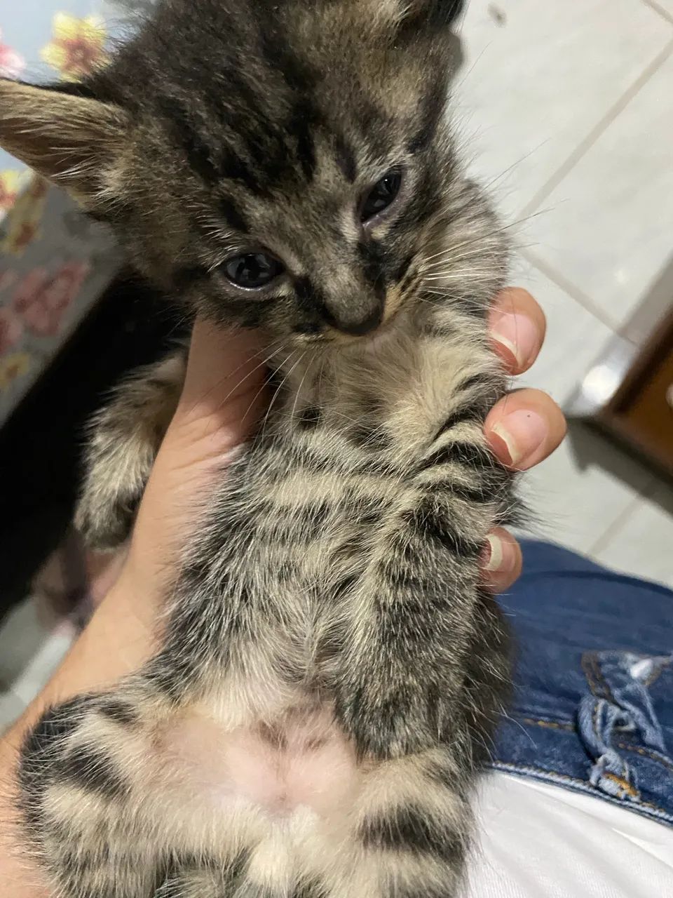 Gatinhos para doação  - Foto 2