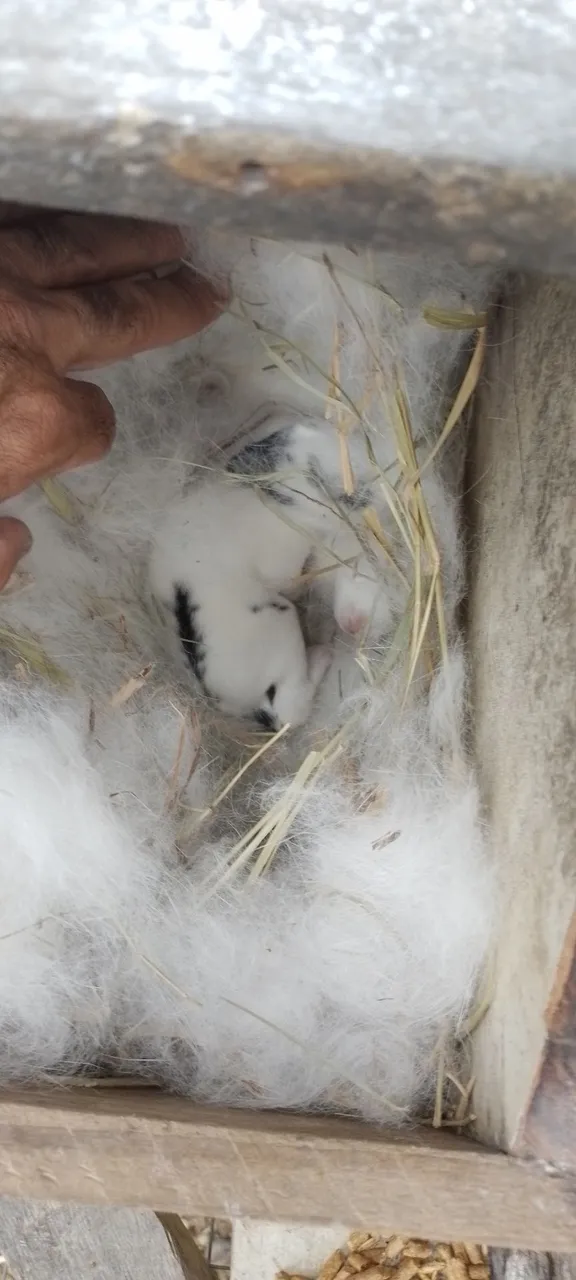 Lindos filhotes de coelhos