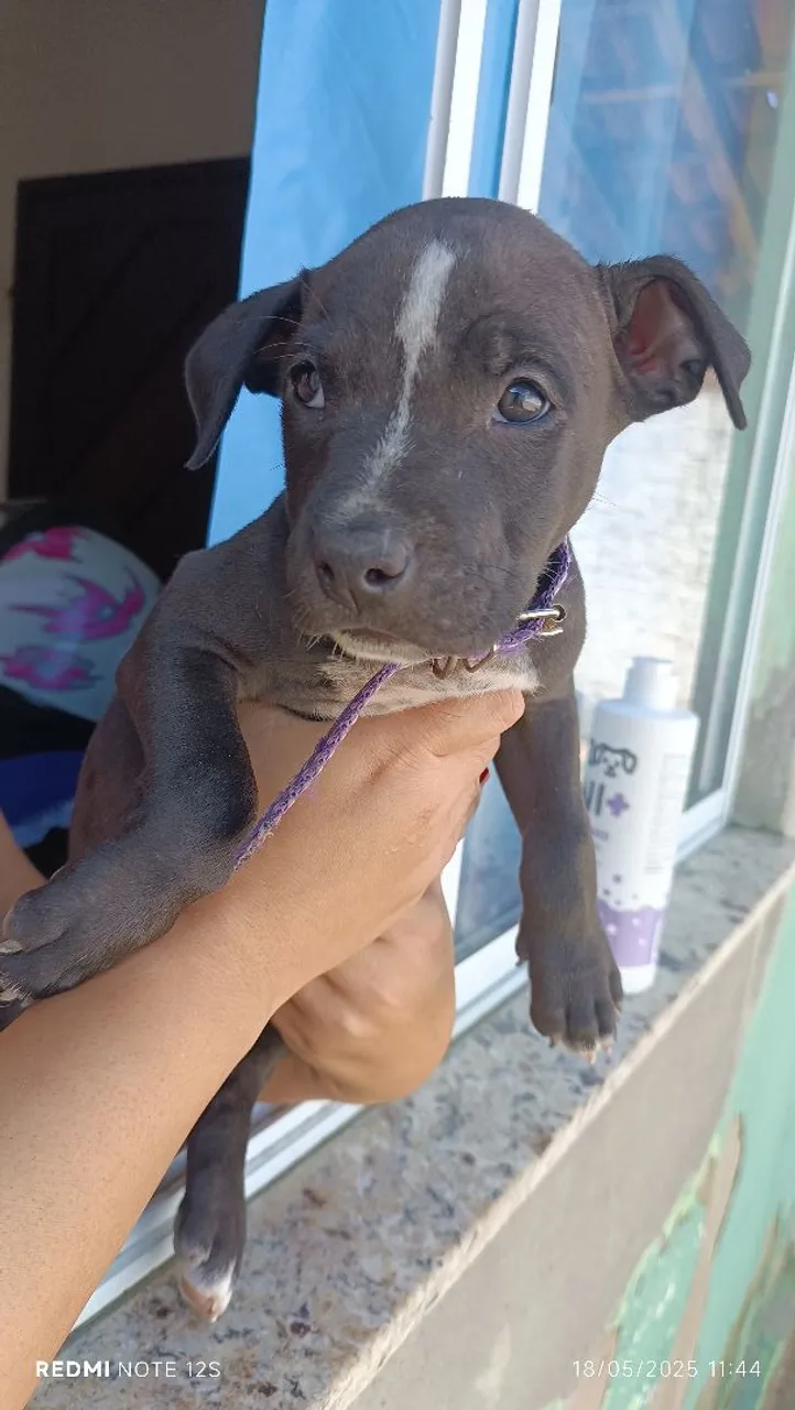 Filhote de Pitbull disponível venda fêmea 